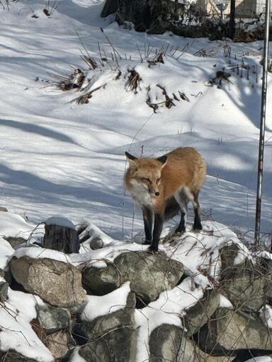 A red fox, standing on the stone wall in our backyard.  Massachusetts. 