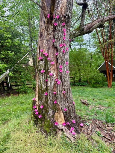 A dying tree with pink blossoms sprouting from the trunk